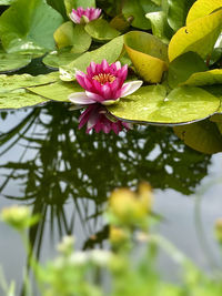 Pink lotus water lily in lake