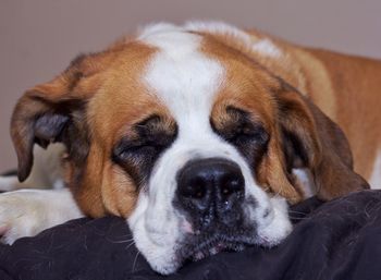 Close-up of a dog