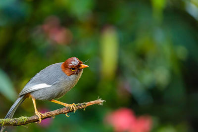 Close-up of bird perching on branch