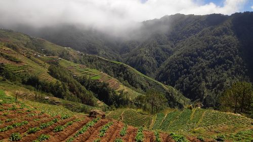 Scenic view of vineyard against sky