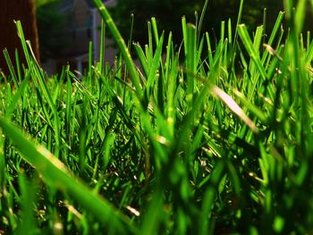 Close-up of fresh green grass