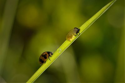 Close-up of ladybird on blade of leaf