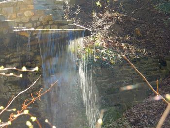 Close-up of tree by water