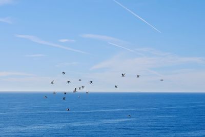Flock of birds flying over sea