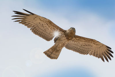 Low angle view of bird flying against sky