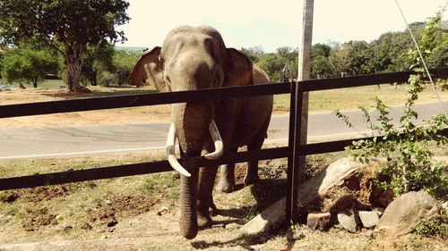 Close-up of tree trunk