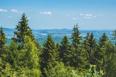 Scenic view of forest against sky