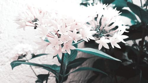 Close-up of white flowering plant in bloom