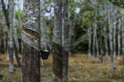 Close-up of tree trunk in forest