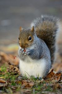 Close-up of squirrel on field