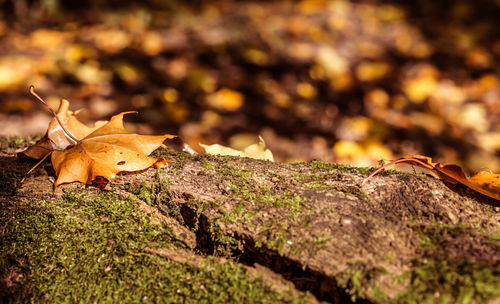 Close-up of lizard on autumn leaves