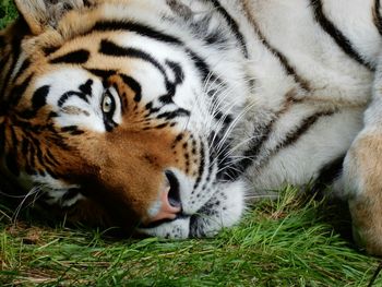 Close-up of tiger resting on grass