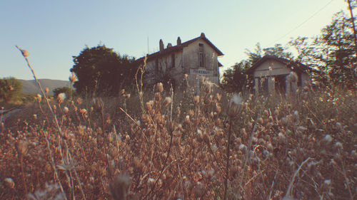 Plants in front of house