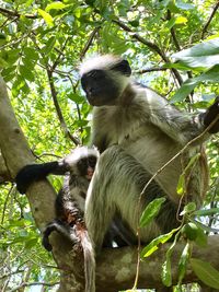 Low angle view of monkey on tree