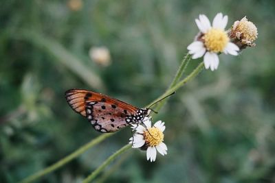 Close-up of butterfly pollinating on white flower