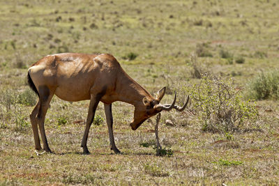 Side view of giraffe against grass