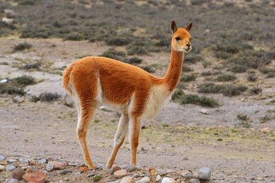 Portrait of giraffe standing on grass