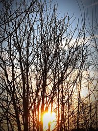 Low angle view of bare trees against sky at sunset