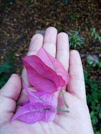 Close-up of hand holding pink petals