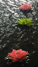 Close-up of red hibiscus blooming in lake