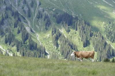 Cows in a field