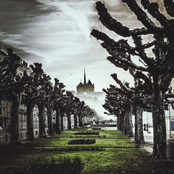 Trees growing in farm against sky
