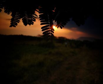 Silhouette trees on field against sky during sunset