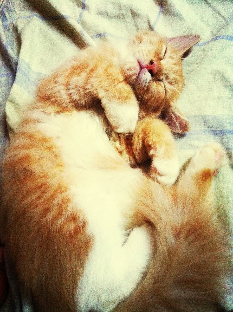 Little lou sleeping~