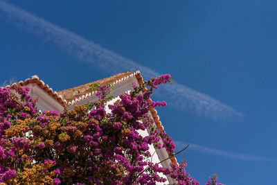 Low angle view of pink flowering plant against blue sky