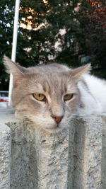 Close-up of cat resting on stone