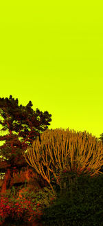 Plants growing on land against sky