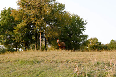 Horse in a field