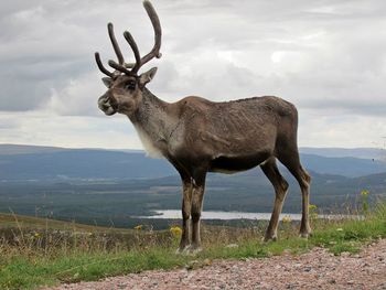 Deer standing on field against sky