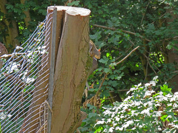 Close-up of lizard on tree trunk