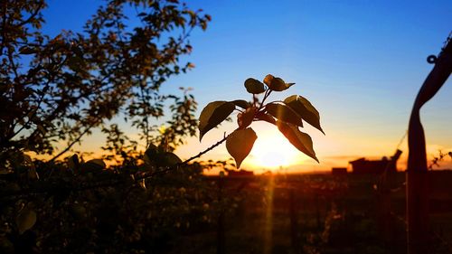 Close-up of silhouette plants against sky during sunset