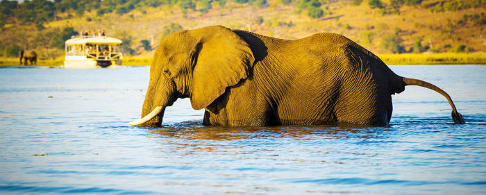 Elephant drinking water