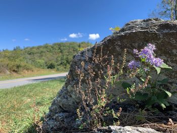 Close-up of flowering plants by rocks against sky