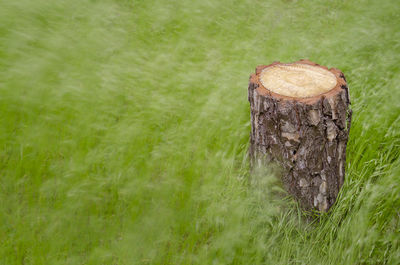 Close-up of tree trunk on field with the grasa no movement