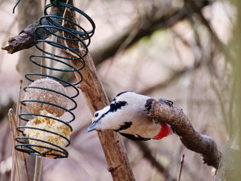 Close-up of bird perching on feeder