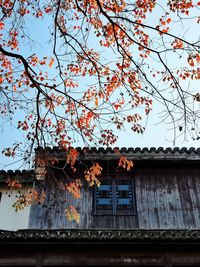 Low angle view of flowering tree by building against sky