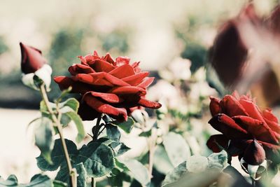 Close-up of red flower