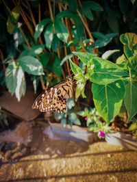 Butterfly on plant