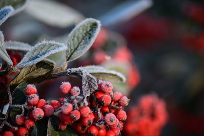 Close-up of red berries on plant