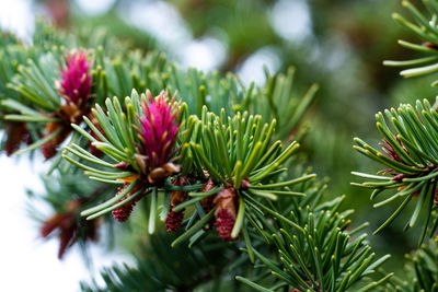 Close-up of flowering plant