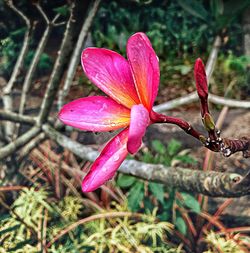 Close-up of pink flower blooming outdoors