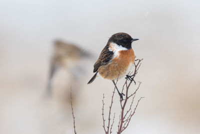 Close-up of bird perching against sky