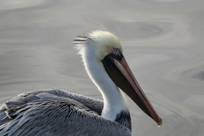 Close-up of pelican on water