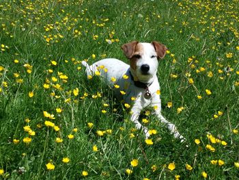 Portrait of a dog on field