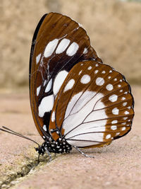 Close-up of butterfly