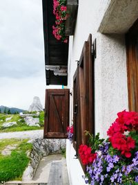 Potted plants on balcony